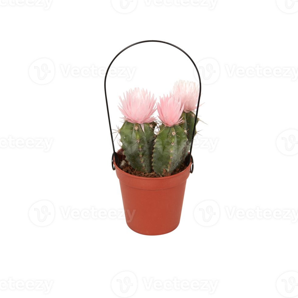 cactus en un maceta cortar fuera aislado transparente antecedentes png