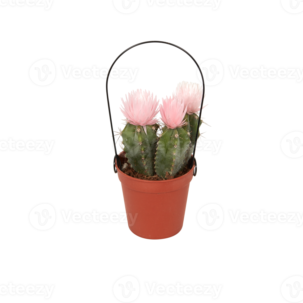 cactus in a pot cut out isolated transparent background png