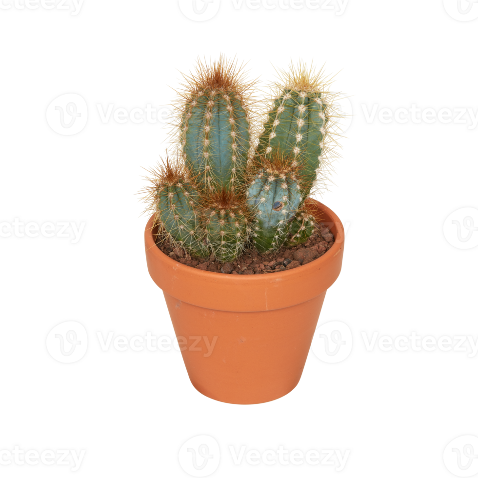 Kaktus im ein Topf Schnitt aus isoliert transparent Hintergrund png