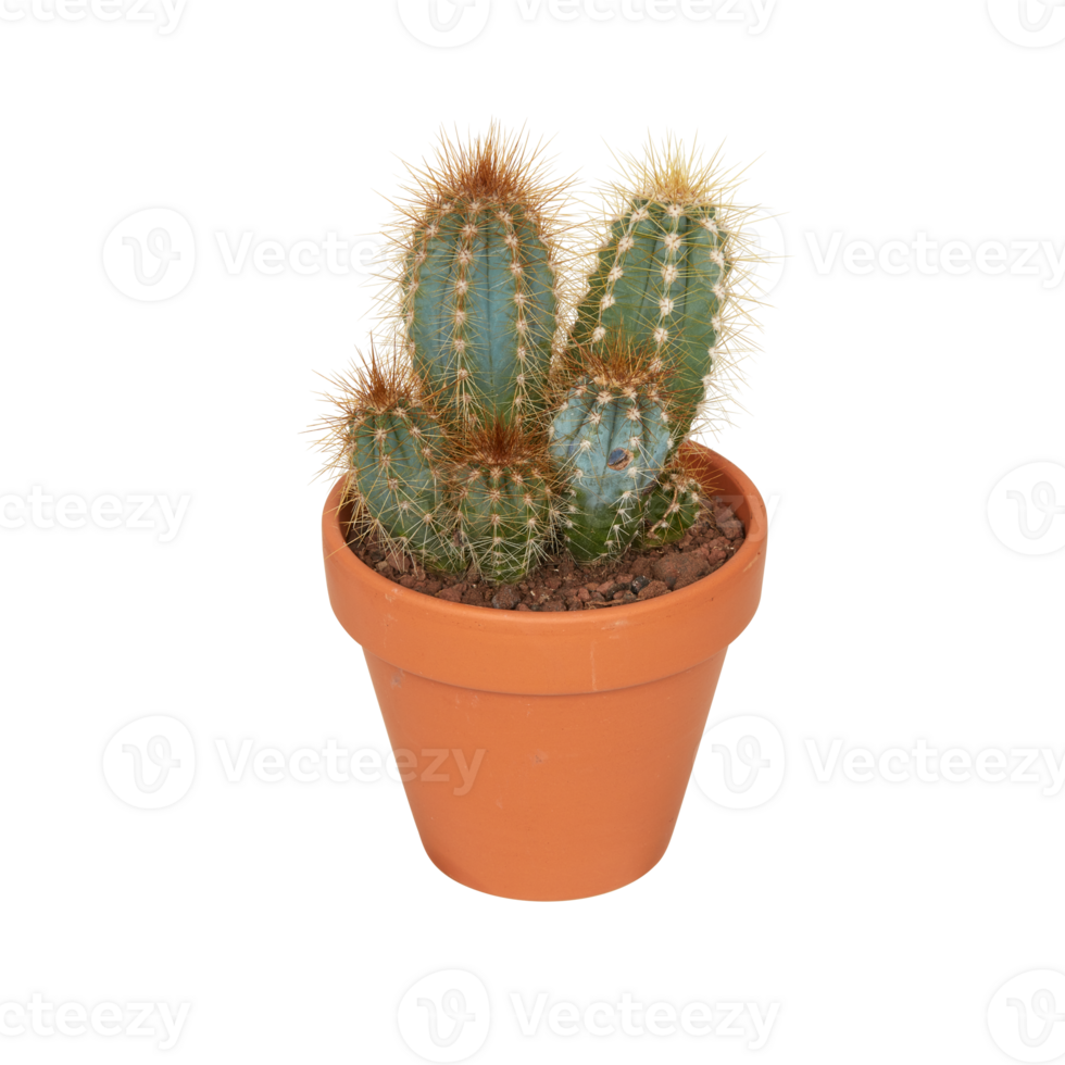 cactus in a pot cut out isolated transparent background png