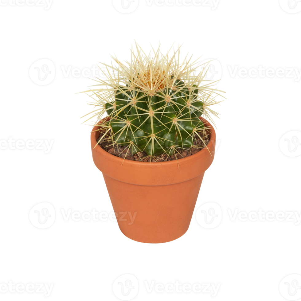 cactus in a pot cut out isolated transparent background png