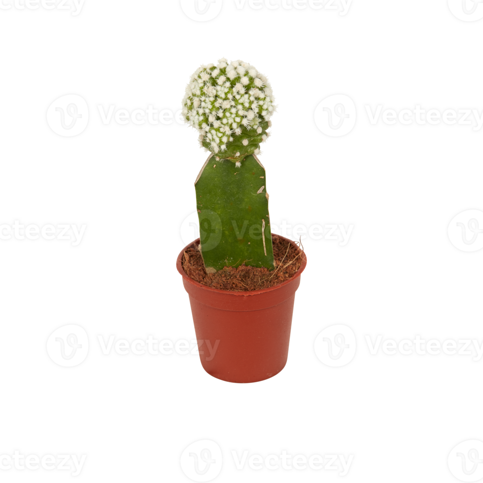 cactus in a pot cut out isolated transparent background png