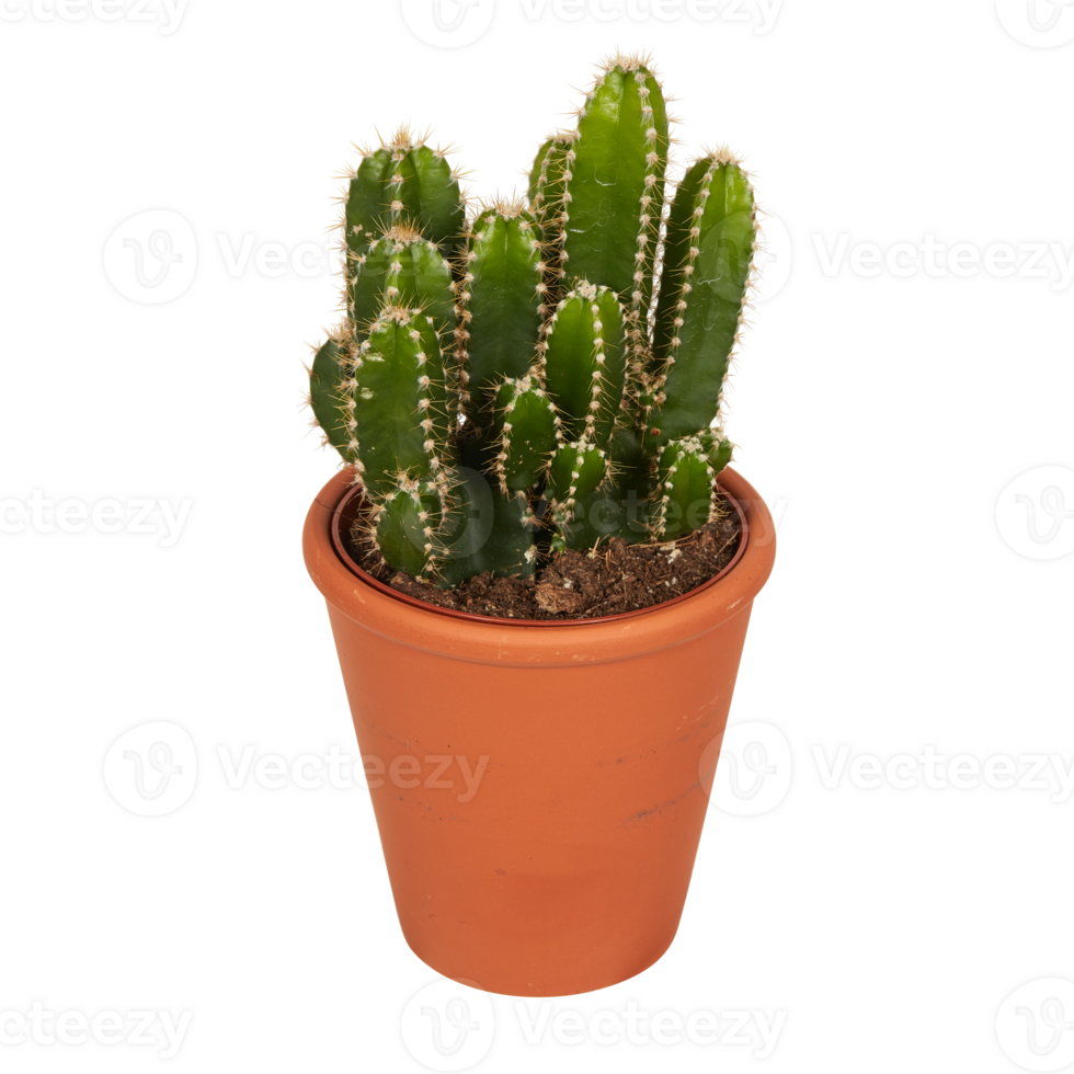 cactus in a pot cut out isolated transparent background png