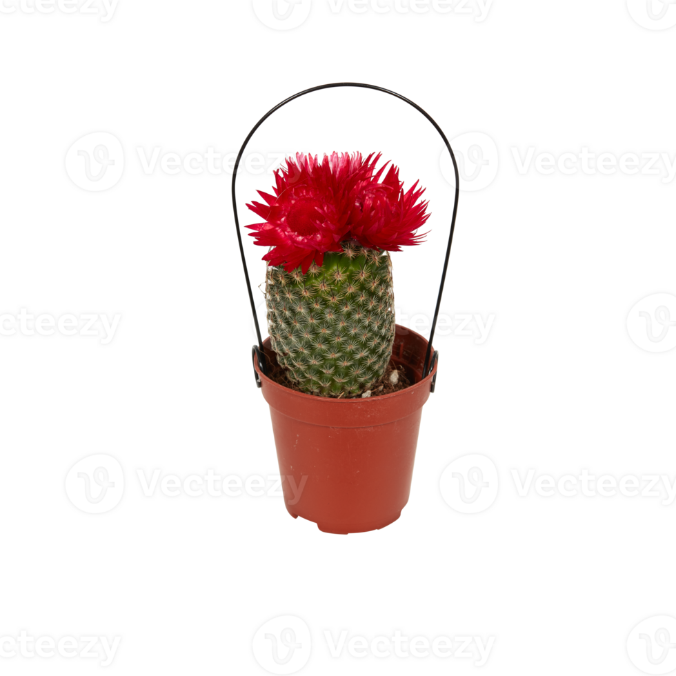 cactus in a pot cut out isolated transparent background png