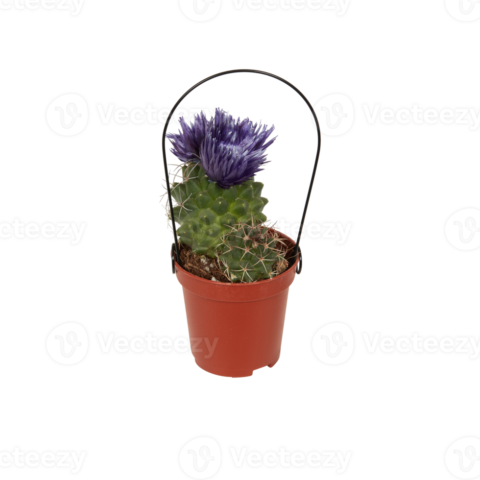 cactus in a pot cut out isolated transparent background png