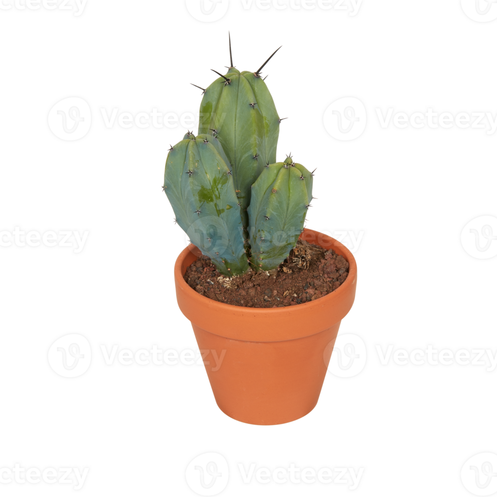 cactus in a pot cut out isolated transparent background png