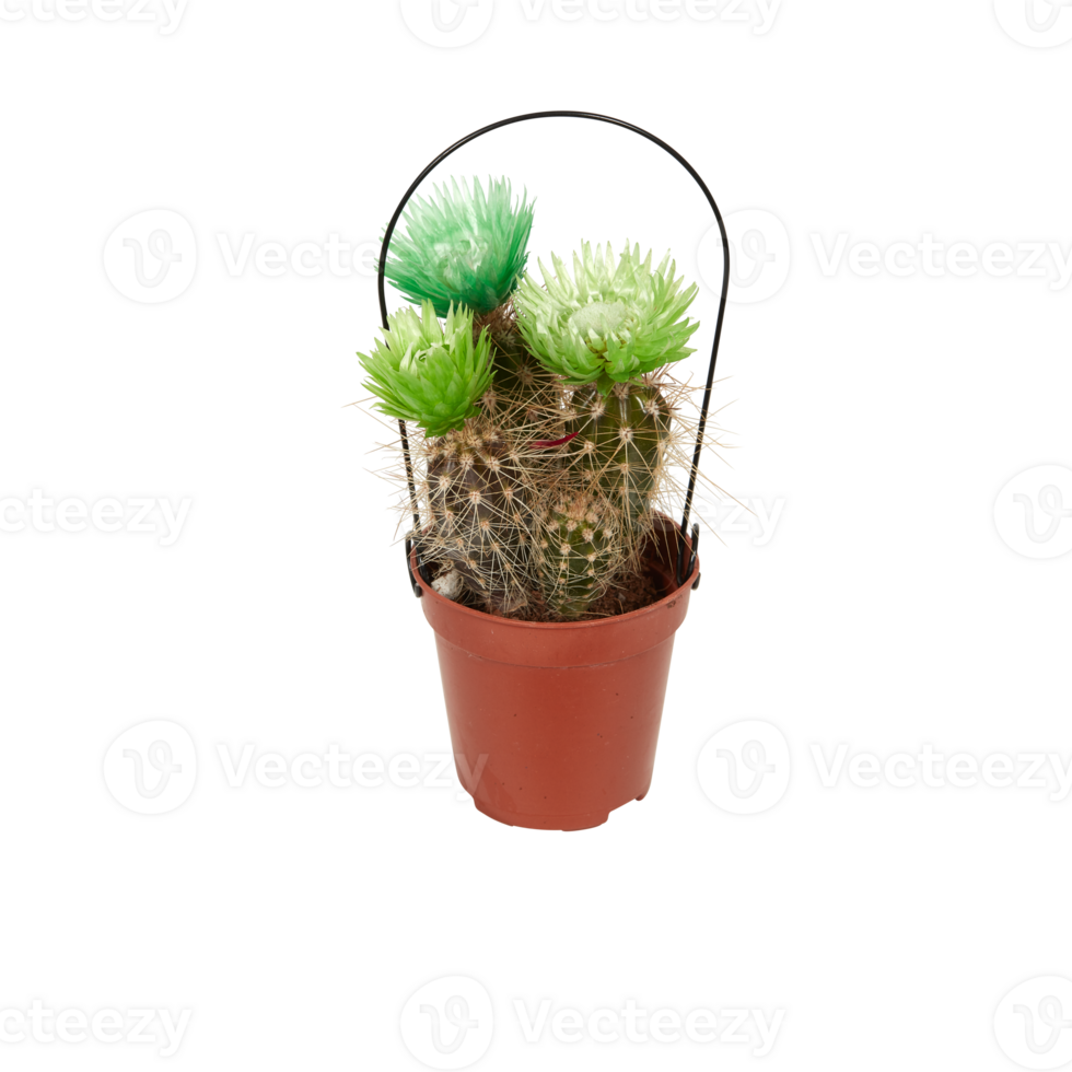 cactus in a pot cut out isolated transparent background png