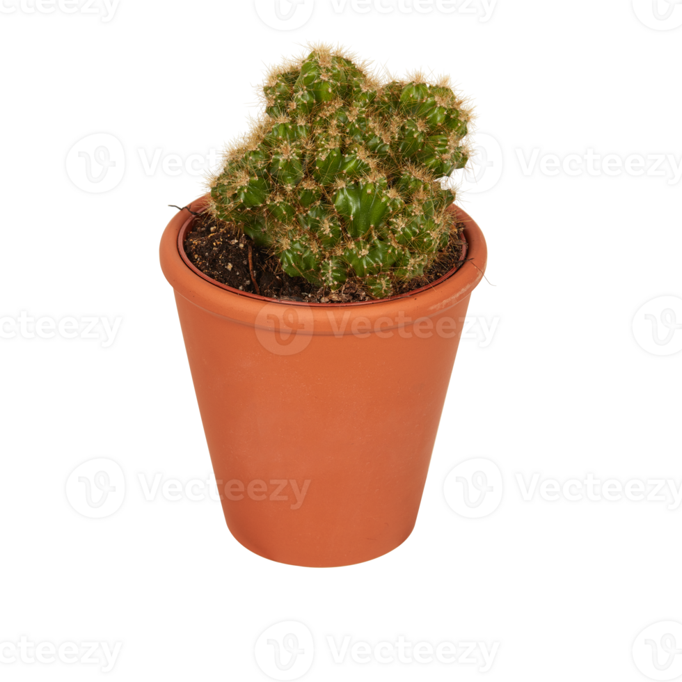 cactus in een pot besnoeiing uit geïsoleerd transparant achtergrond png