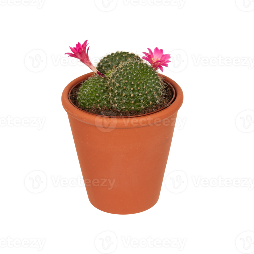 cactus in a pot cut out isolated transparent background png