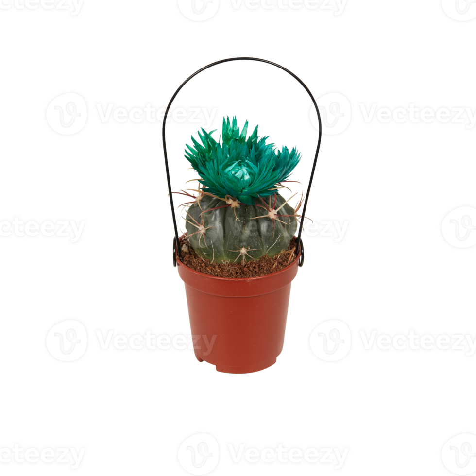 cactus in a pot cut out isolated transparent background png