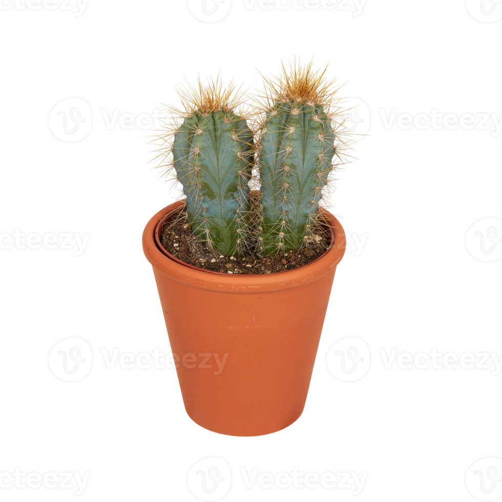 cactus in a pot cut out isolated transparent background png