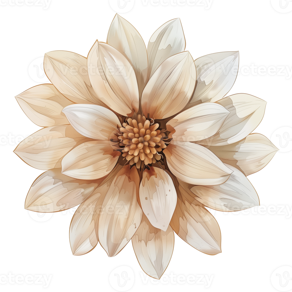 variedade do topo Visão plano flores isolado png