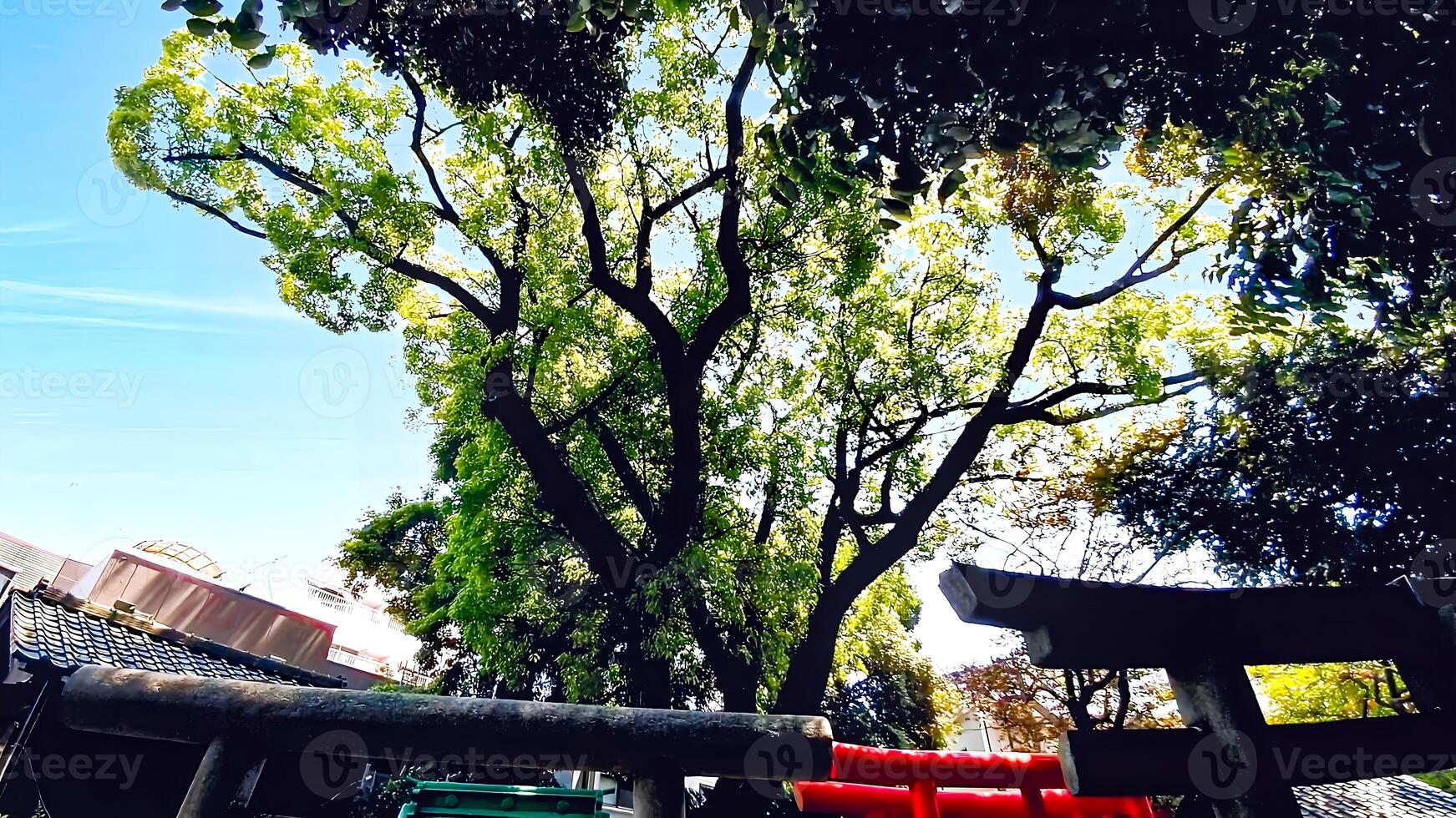 Shrine torii and approach.Mimeguri Shrine is a shrine located in Mukojima, Sumida Ward, Tokyo, Japan. photo