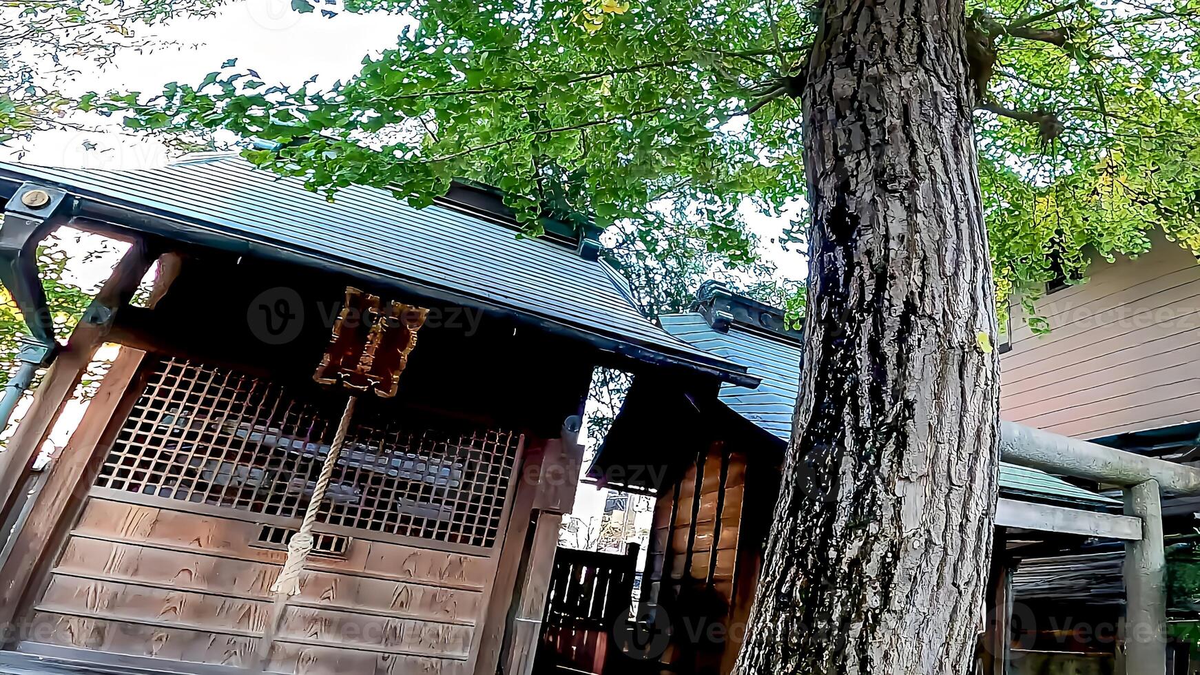 A small shrine and sacred tree.Japan, Osaki Inari Shrine, Namiyoke Inari Shrine, located in Tsukuda, Chuo Ward, Tokyo photo