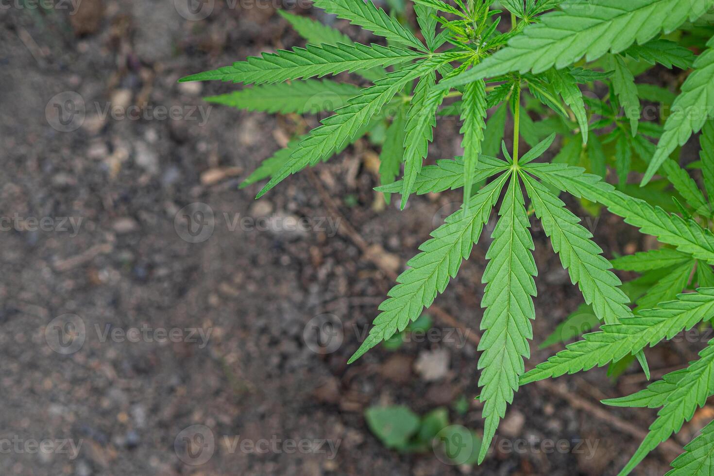 Close-up of cannabis plant growing at outdoor marijuana farm photo