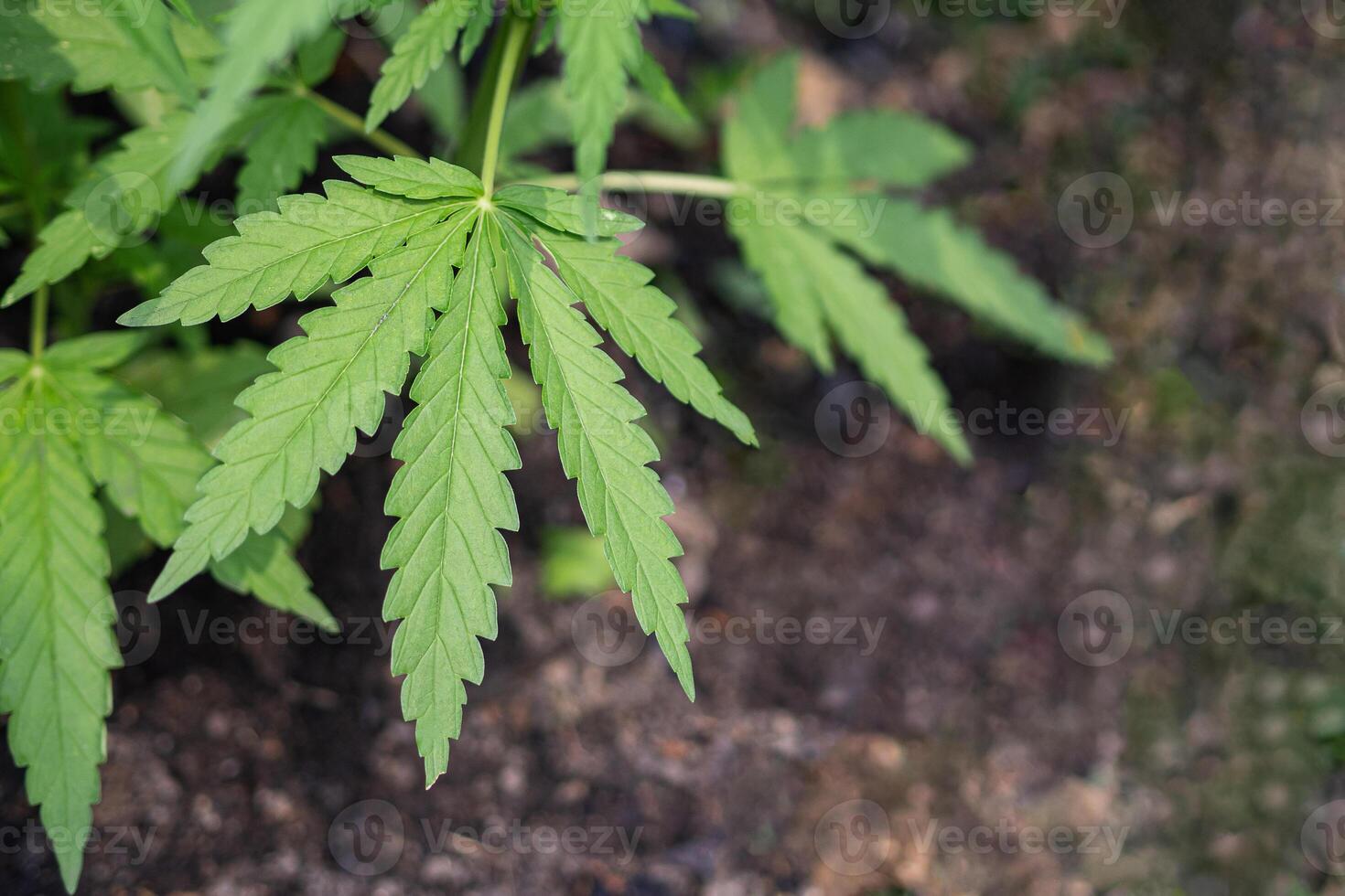 Close-up of marijuana plant growing at outdoor cannabis farm. Texture of marijuana leaves. Concept of cannabis plantation for medical. photo