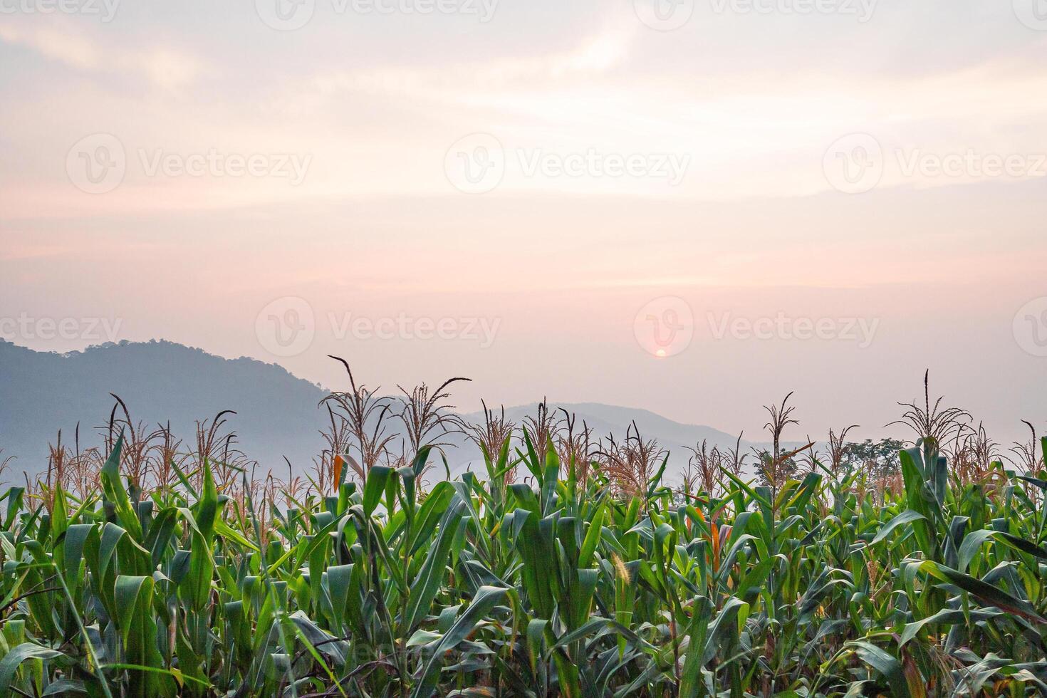 Landscape beautiful of cornfields and sunrise with mountains background. Agriculture concept photo