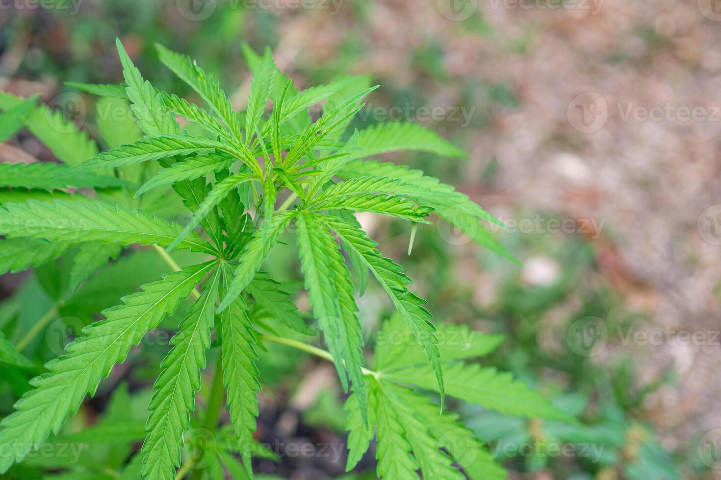 Close-up of cannabis plant growing from the soil. Hemp green leaves for medical. Space for text. Farm marijuana plantation concept photo