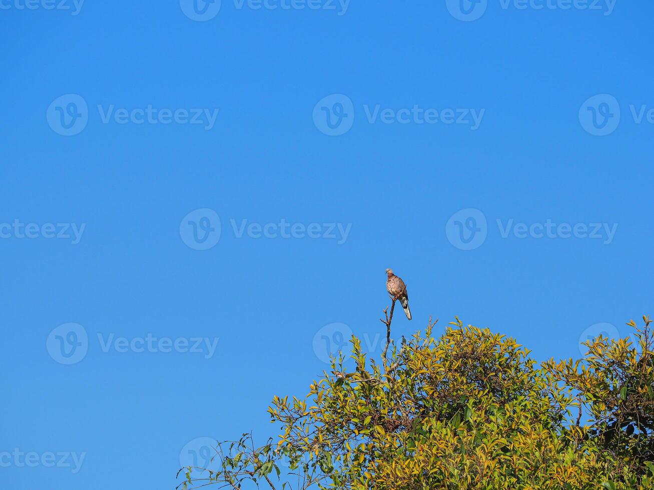 Small birds on the green tree with a blue sky background. Space for text photo