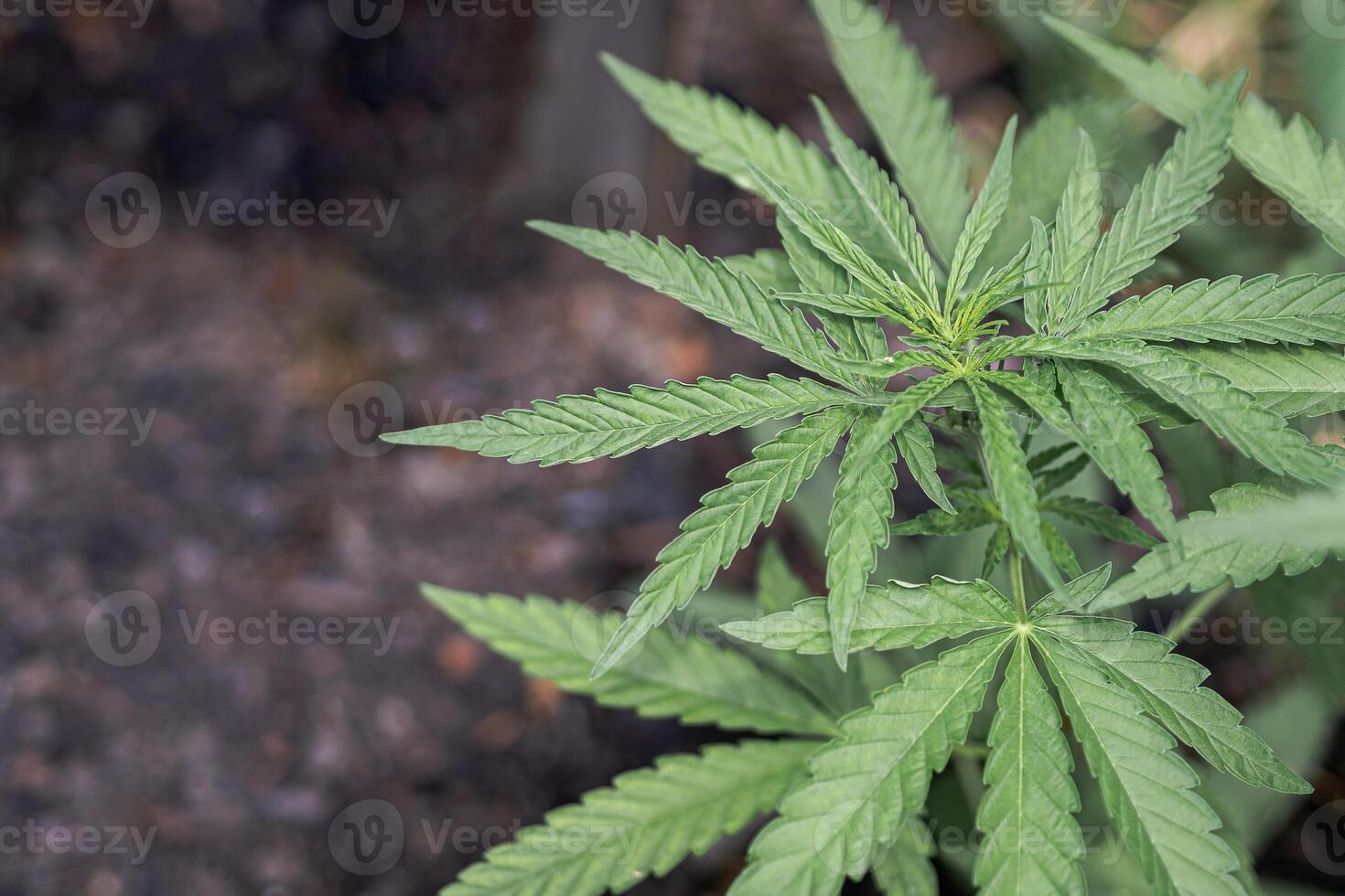 Marijuana plant growing at outdoor cannabis farm. photo