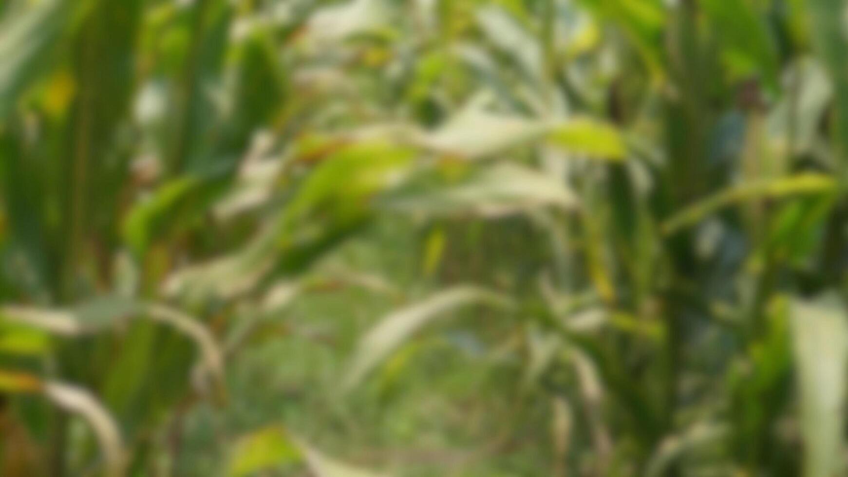 blur image of corn field for zoom meeting background photo