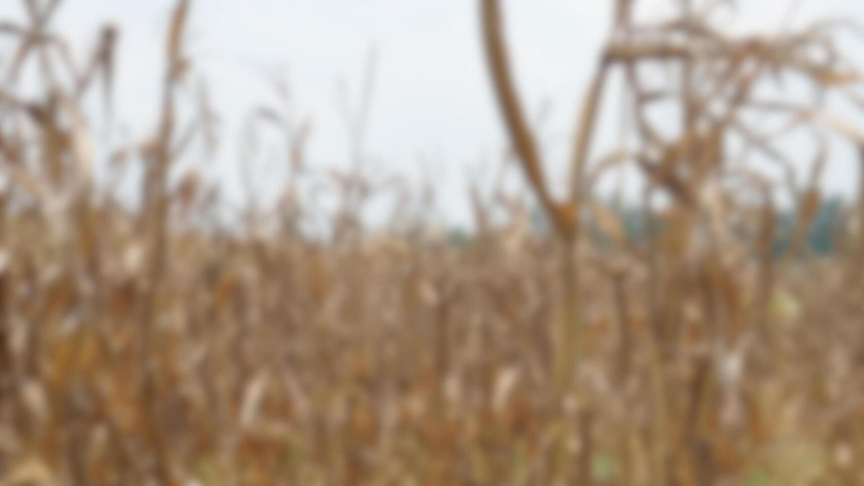 blur image of corn field for zoom meeting background photo