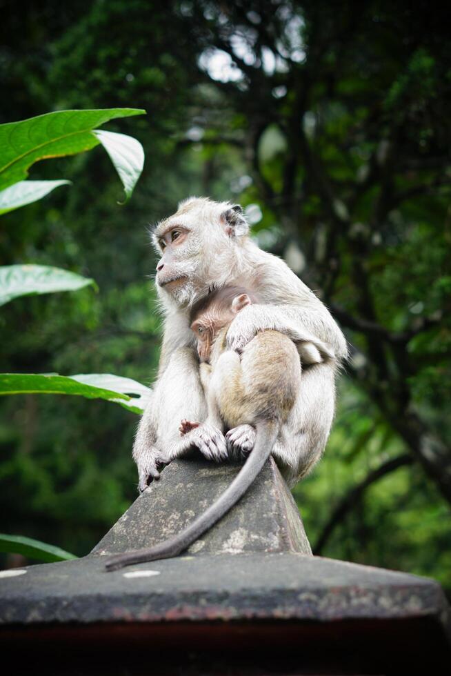 photo of a monkey on the forest