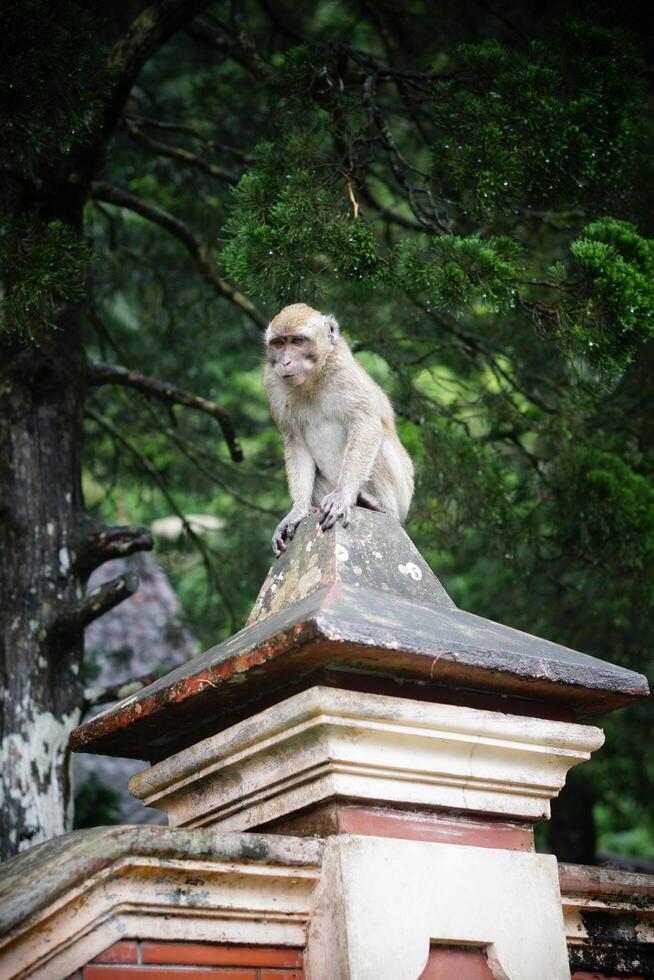 photo of a monkey on the forest