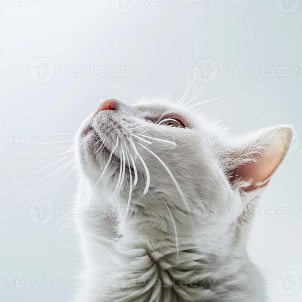 AI generated Closeup photo of a cat looking up, against on a white background. Generated by artificial intelligence.