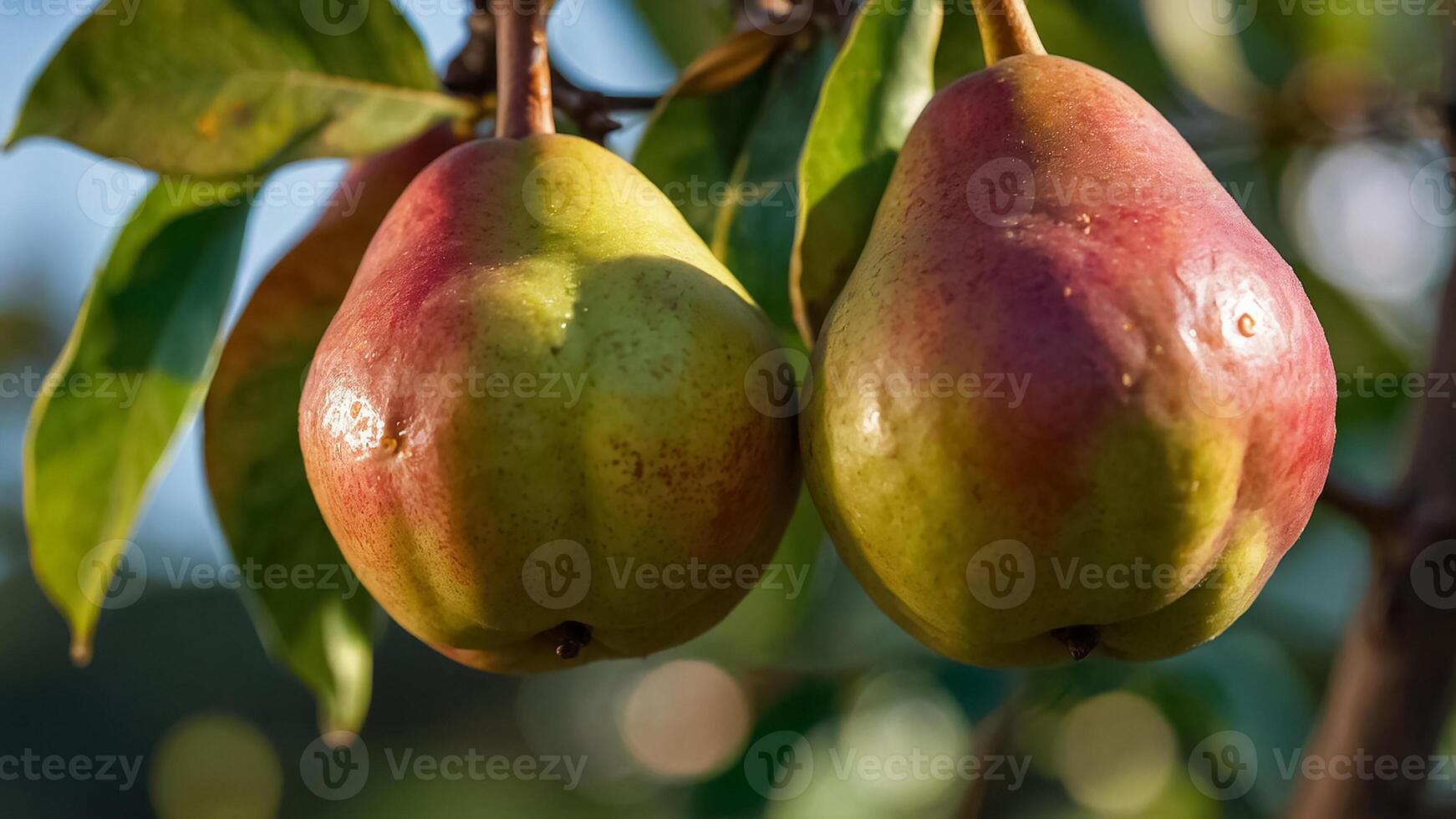 ripe juicy pear on a branch in the garden close-up photo