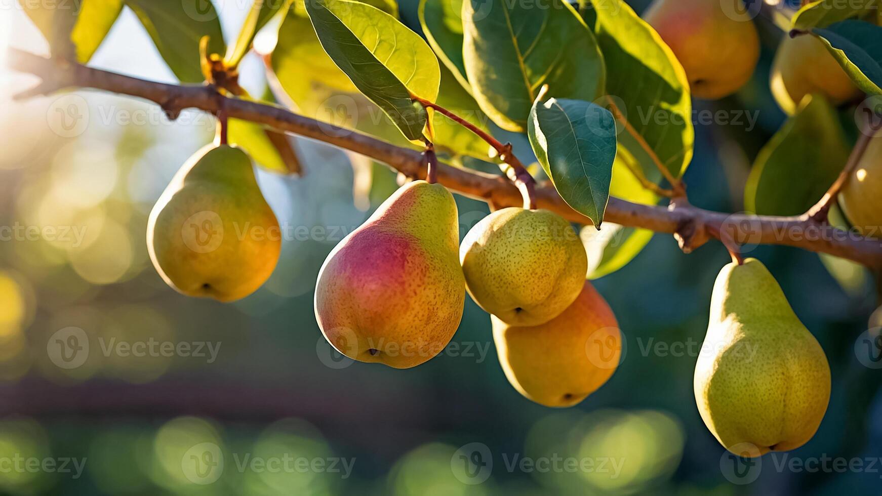 ripe juicy pear in a basket in the garden close-up photo