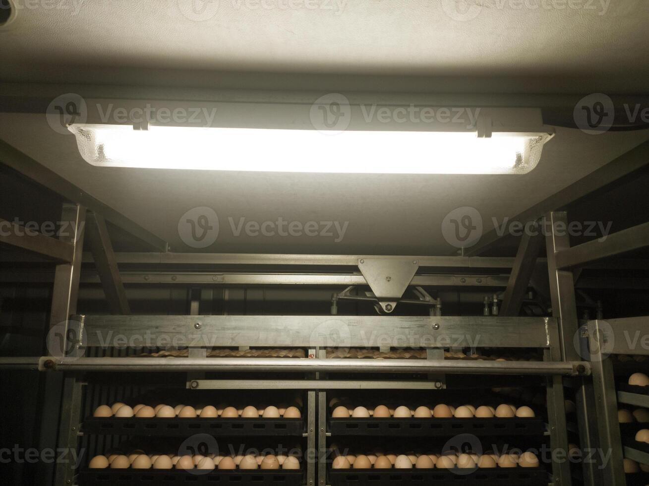 In an egg incubation machine with lamp lighting. Hatching Eggs in the trolley with lighting on roof top. photo