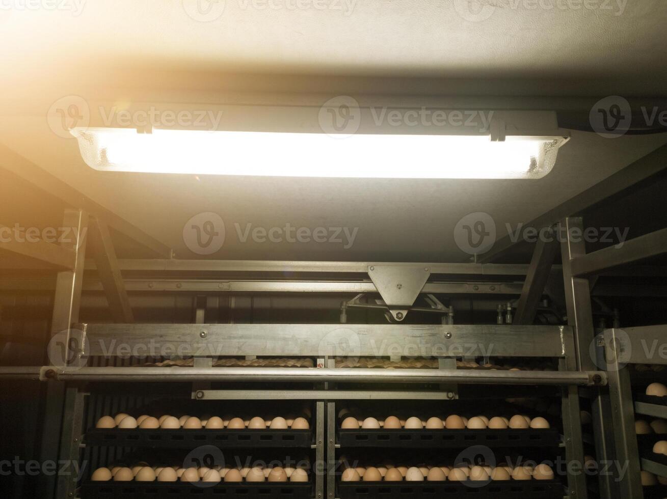 In an egg incubation machine with lamp lighting. Hatching Eggs in the trolley with lighting on roof top. photo