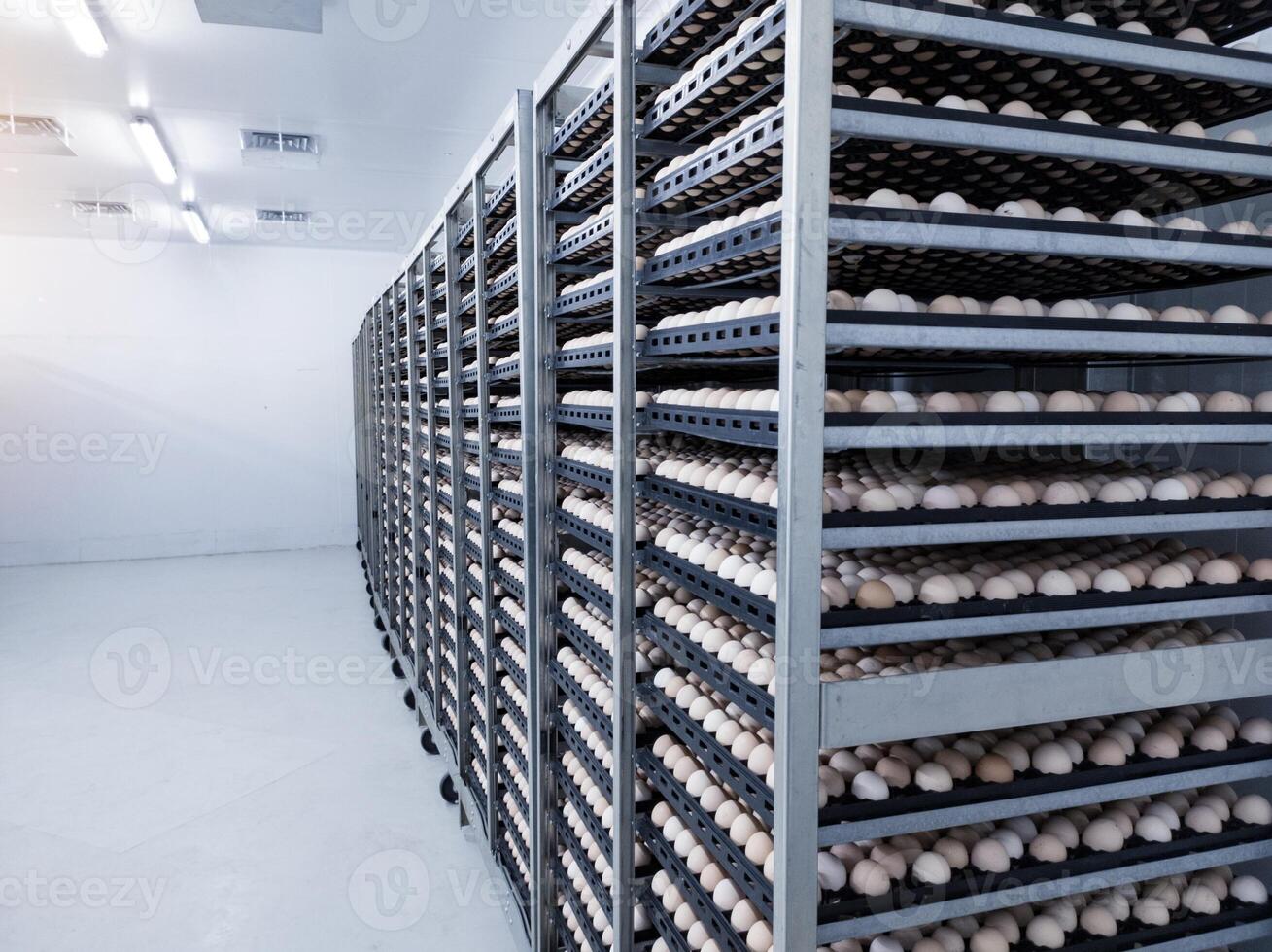 Some the eggs on the trolley ready for incubation.Hatching Eggs Background on the cold stoarge room. photo