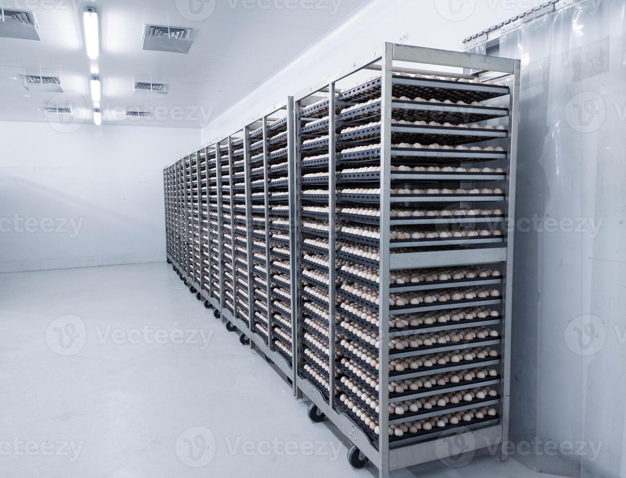 Several trolleys contain hatching eggs in the egg storage room so that the temperature of the eggs is maintained with Ceilling air vent on the cooling storage room before on hatching process. photo