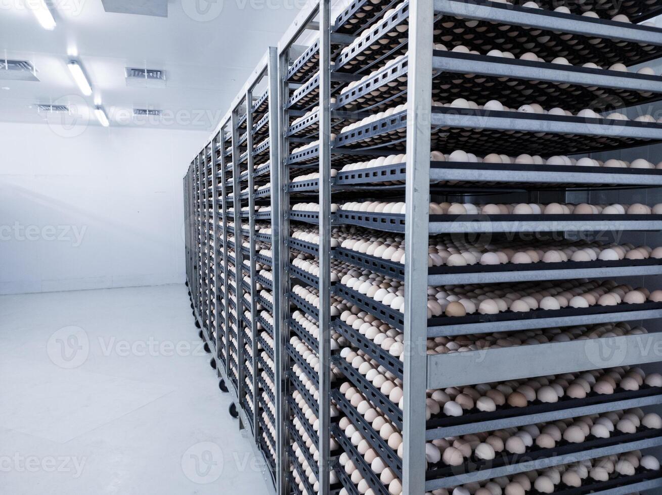 Some the eggs on the trolley ready for incubation.Hatching Eggs Background on the cold stoarge room. photo