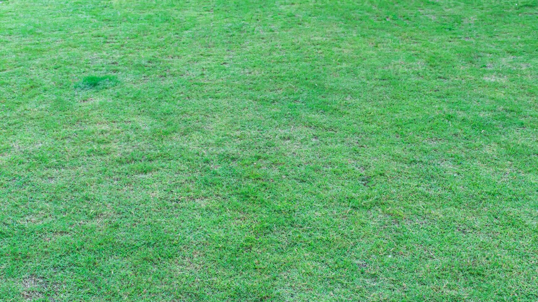 Natural green grass texture background. Green lawn for golf or football field backgrounds. photo