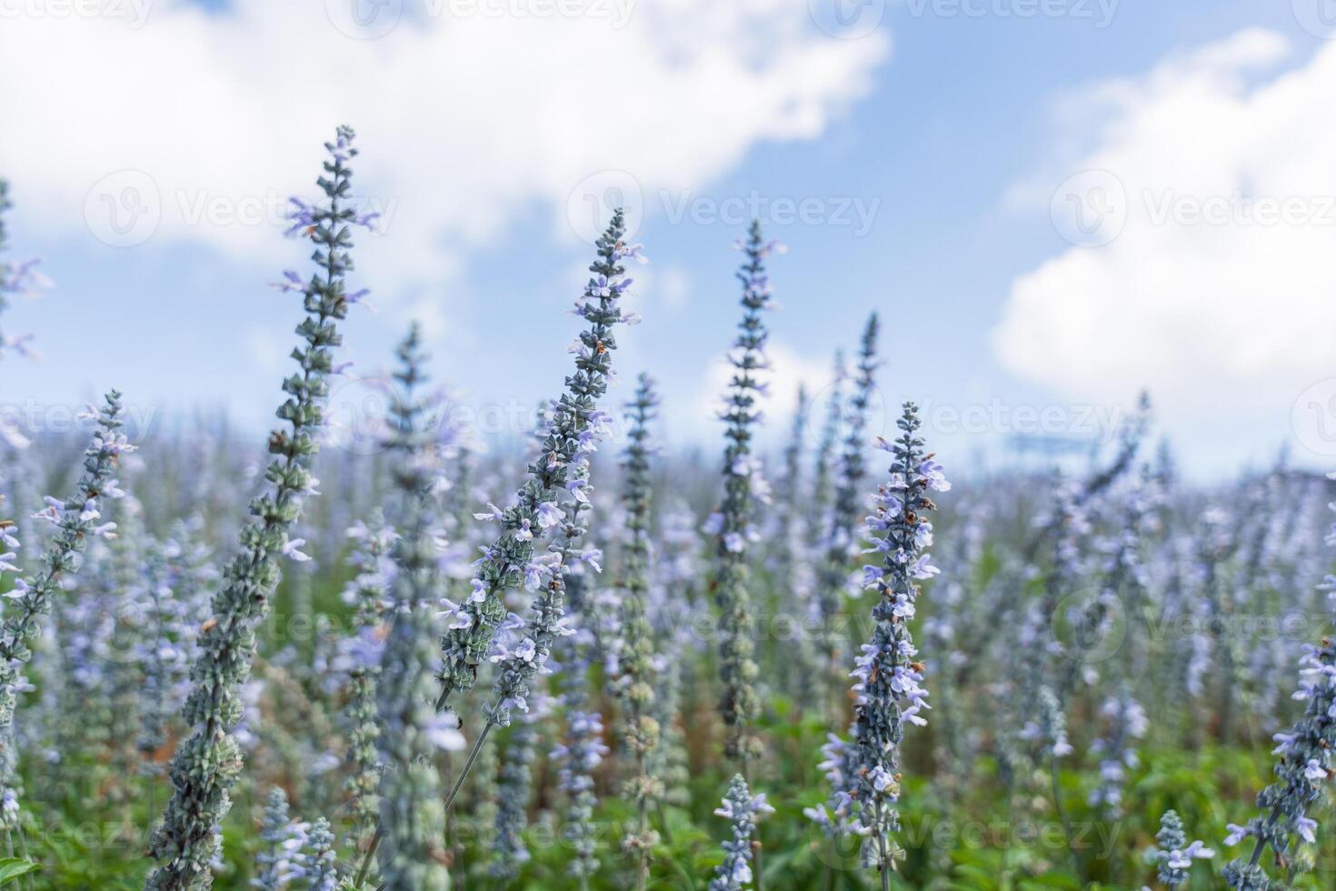 lavanda campo brillante púrpura floración, hierba gatera flores florecer azul campo foto