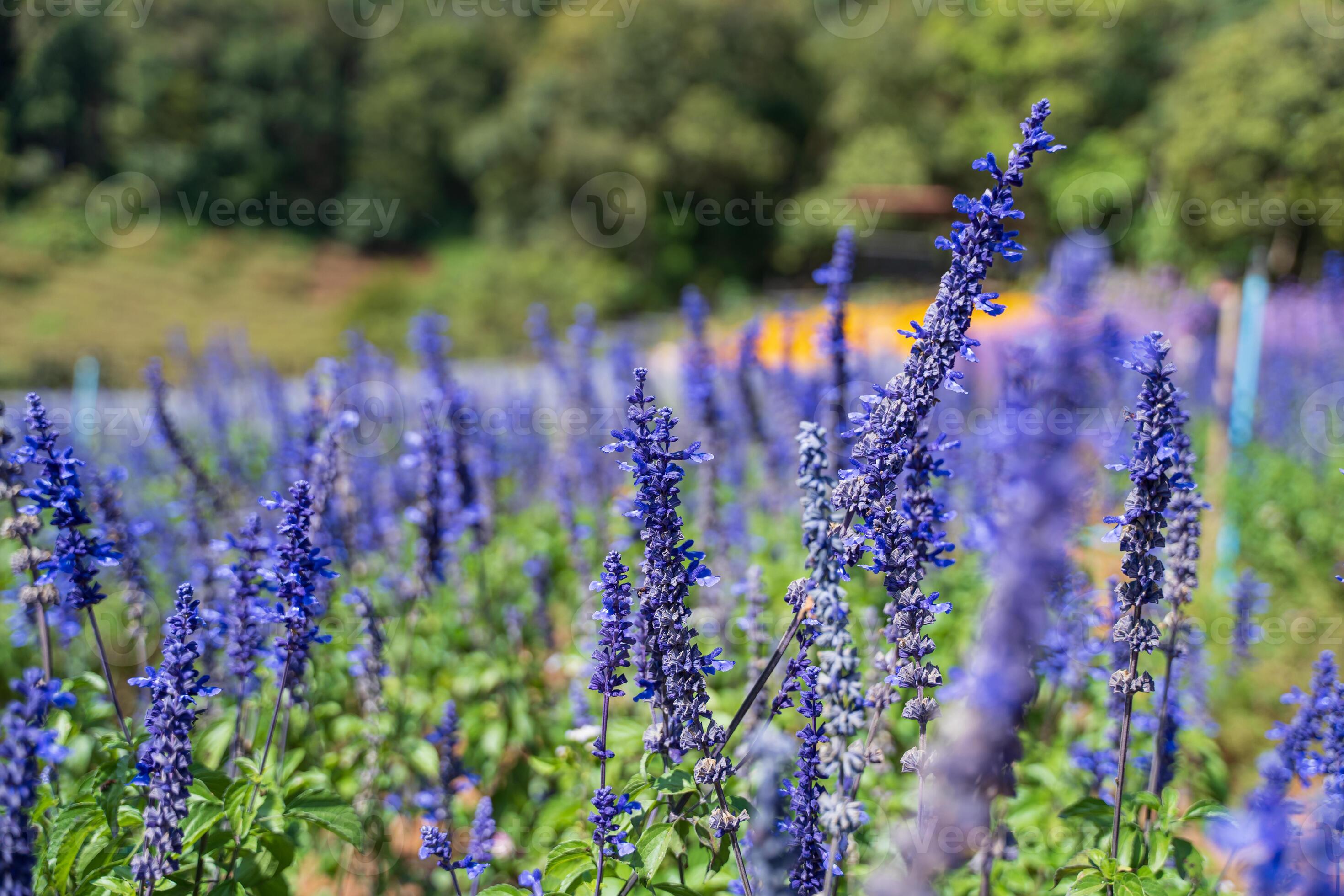 Lavender field bright purple bloom, Catnip flowers blossom blue field ... image.