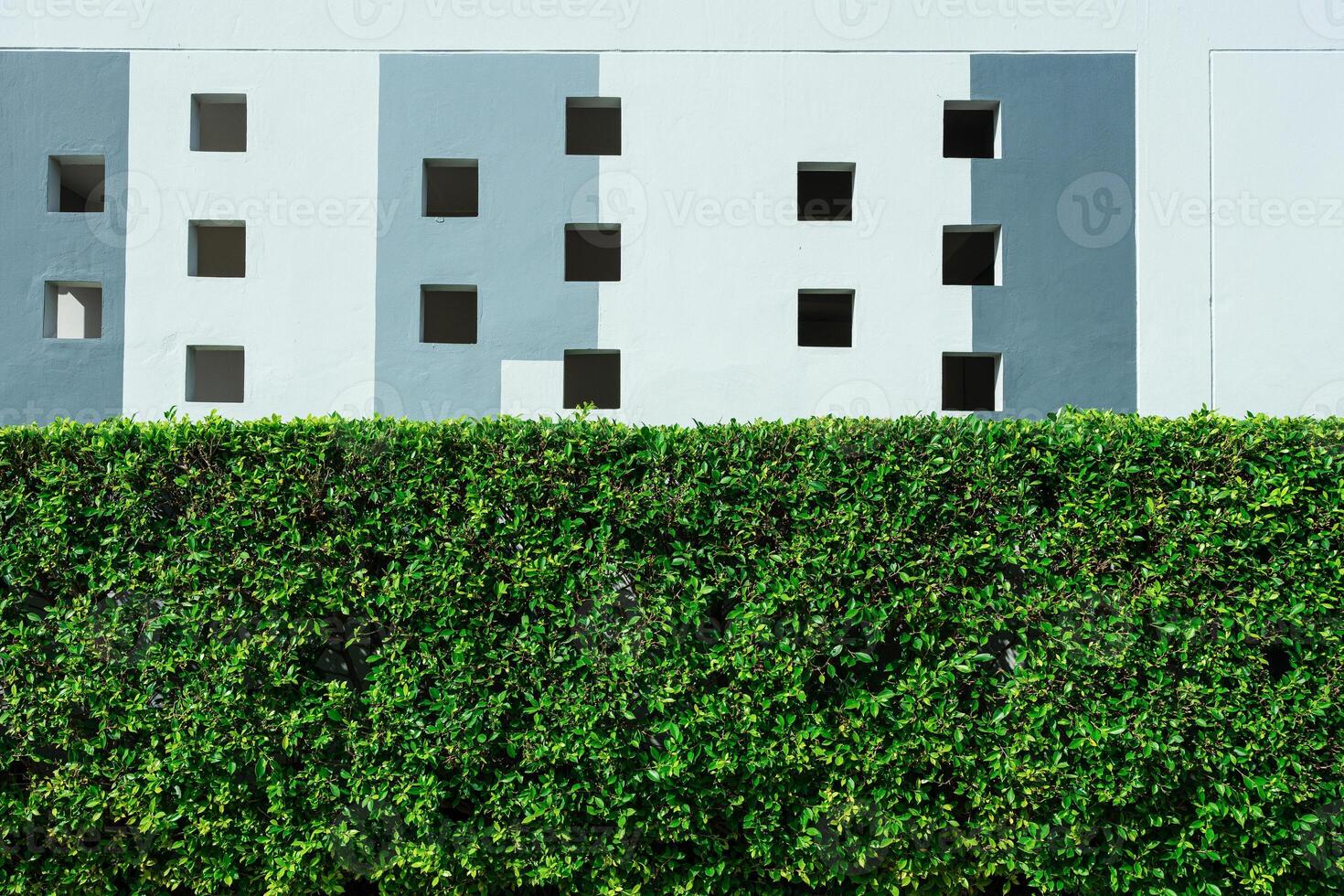 Green leaves wall background. Building with plants growing on the facade. Ecology and green living in city. photo