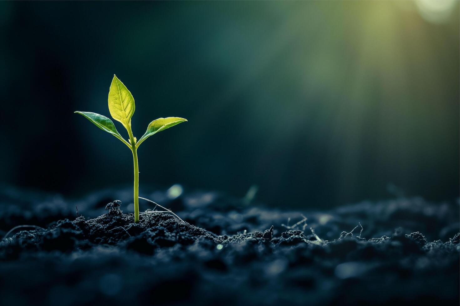 pequeño planta creciente fuera de el suelo, orgánico crecimiento, delicado joven planta creciente desde suelo foto