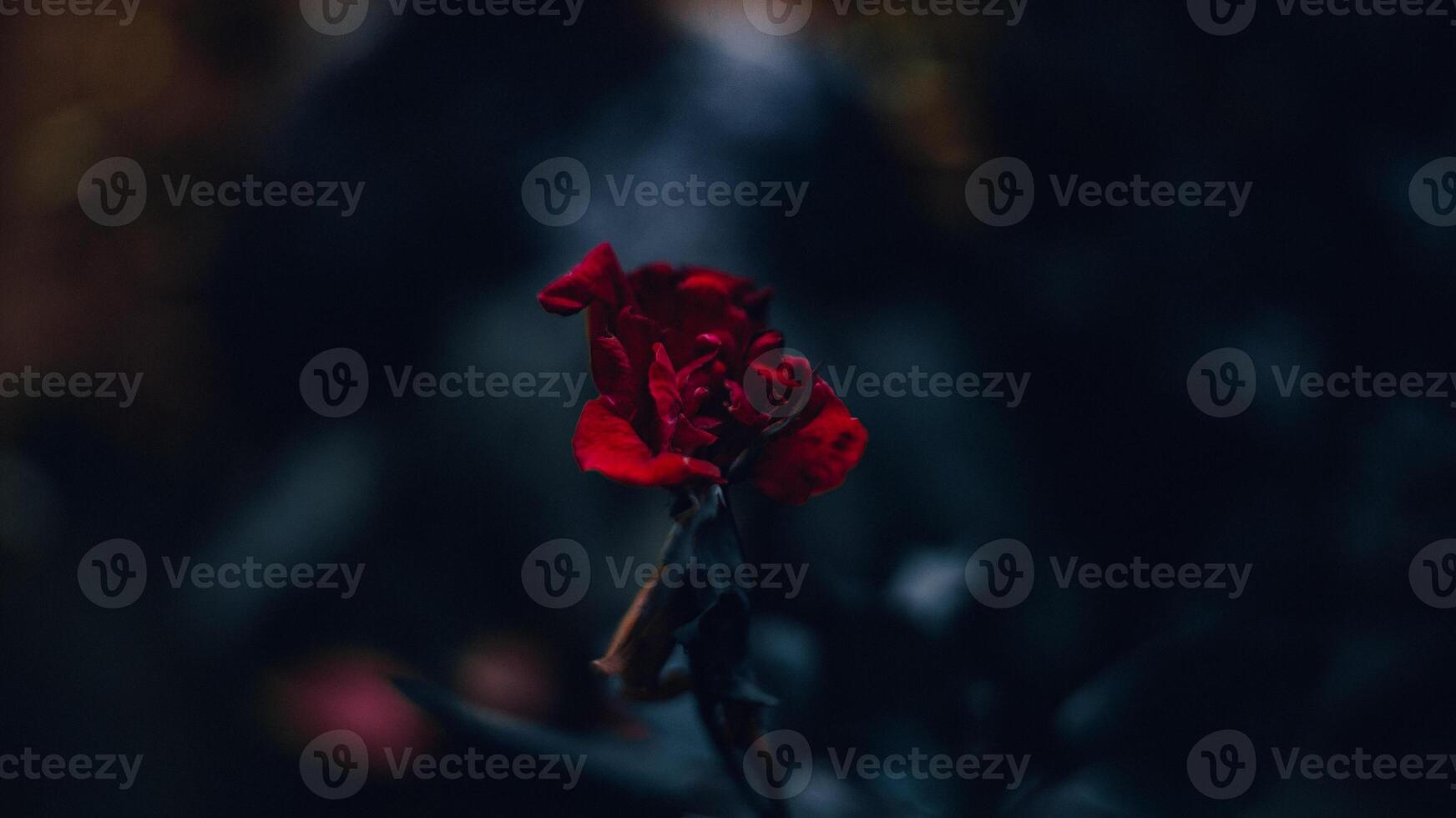 marchito y seco rosas con un borroso antecedentes foto