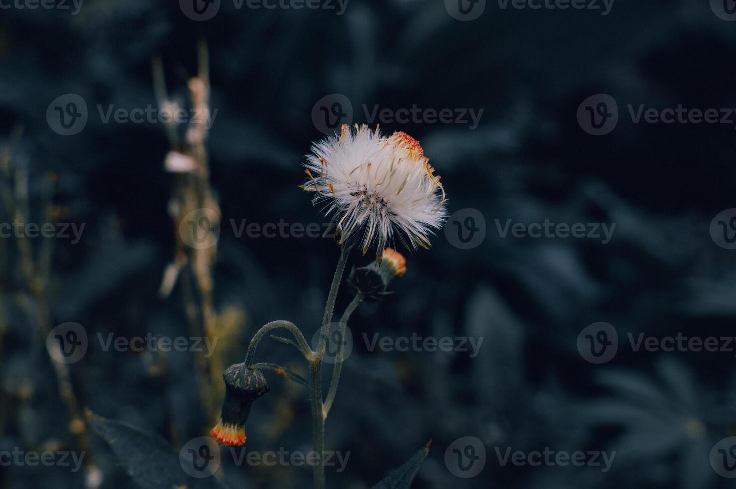 Crassocephalum crepidioides is a white wildflower photo