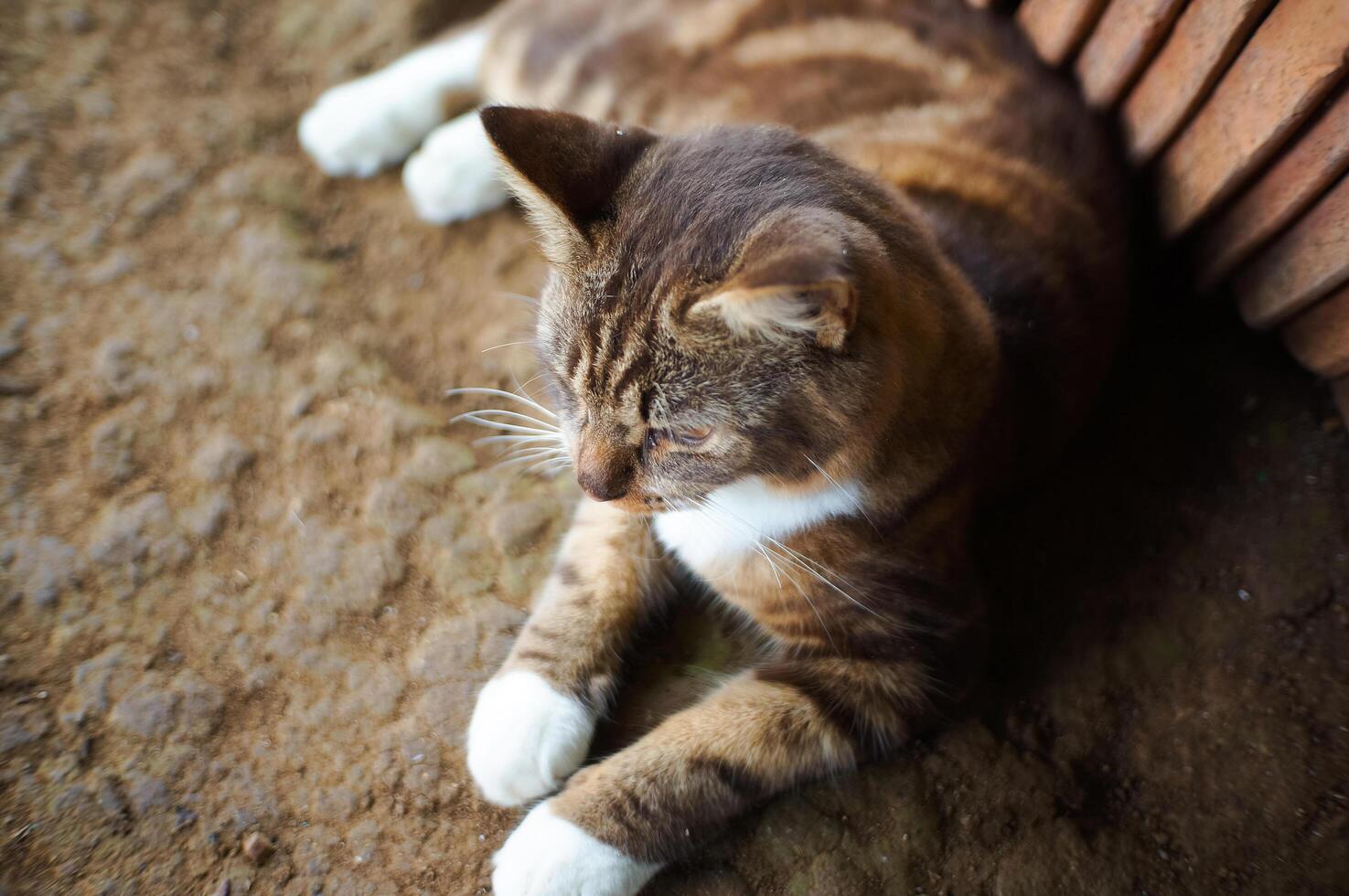 brown cat is playing outside photo
