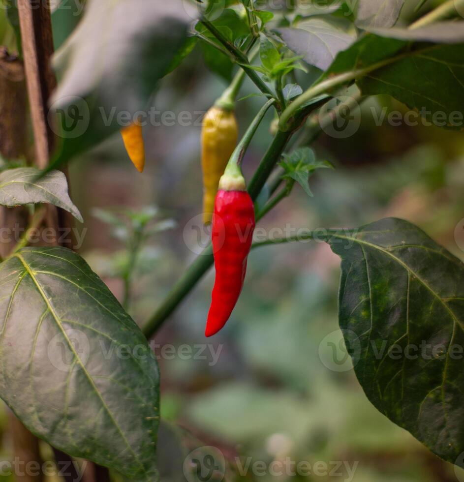 Ripe red chilies, ready to be harvested photo