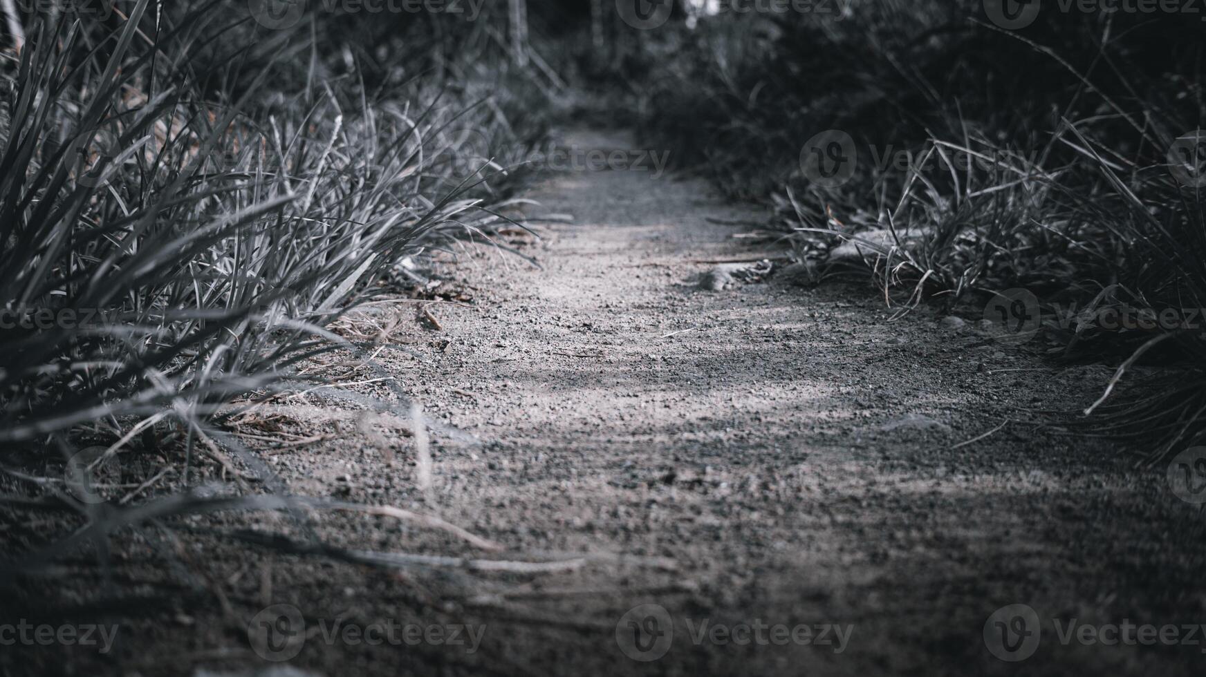 path on the ground with weeds photo