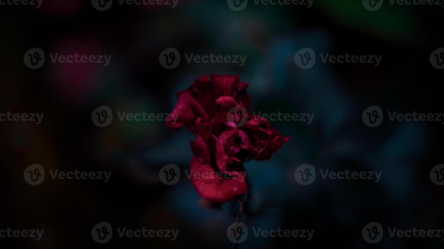 withered and dry roses with a blurry background photo