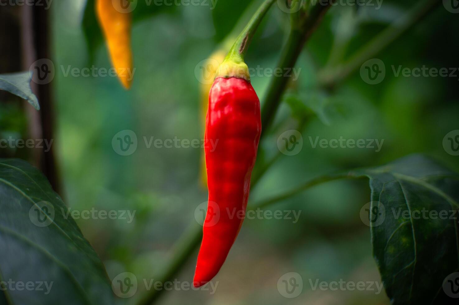 Ripe red chilies, ready to be harvested photo