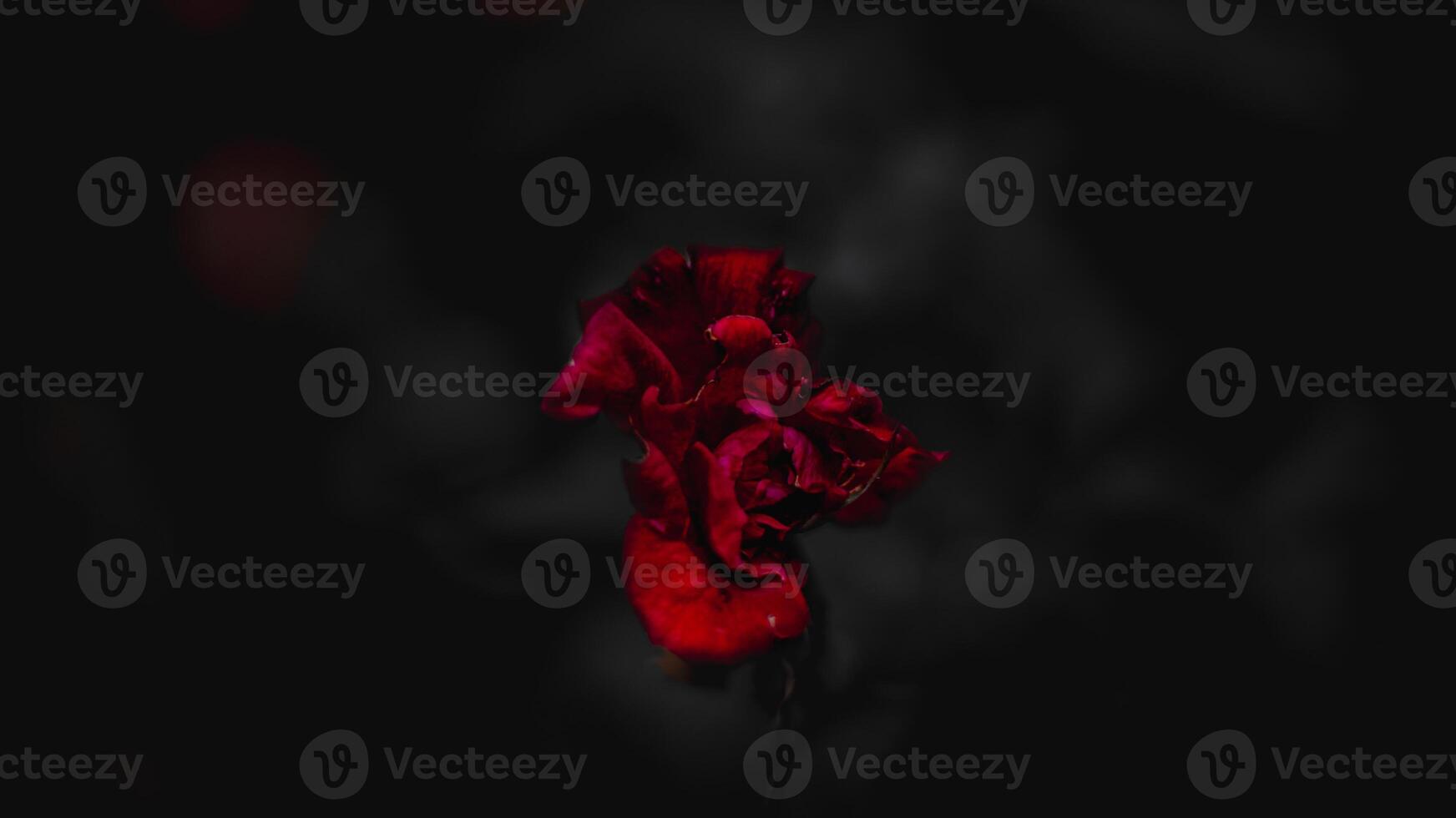 withered and dry roses with a blurry background photo