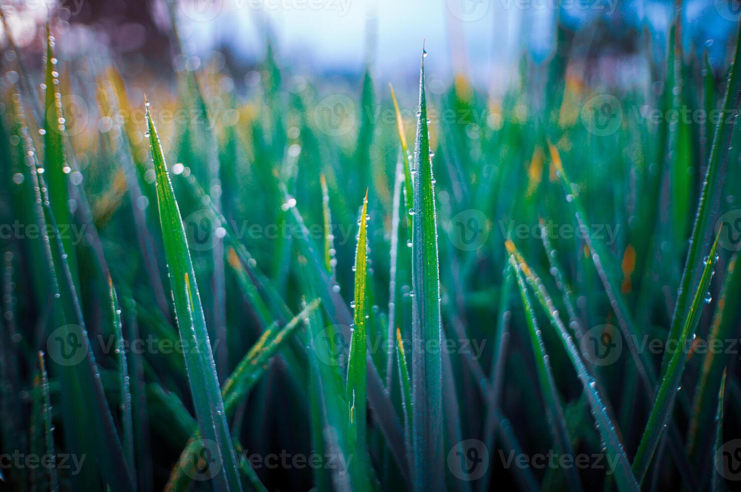 Newly grown rice leaves with dew in the morning photo